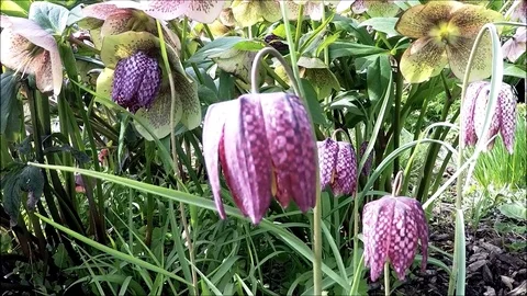 Spring flowers in Grange-over-Sands Stock Footage 77864146