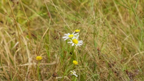 Spring flowers in the grass Stock Footage 302885298