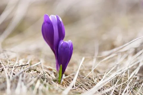 Spring flowers in grass Stock Photos