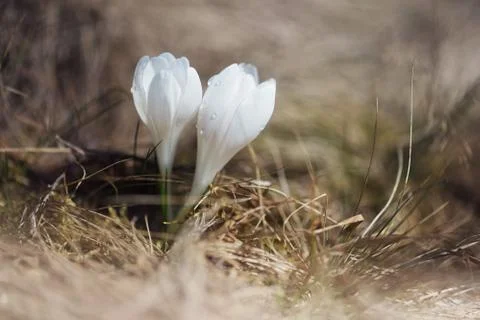 Spring flowers in grass Stock Photos