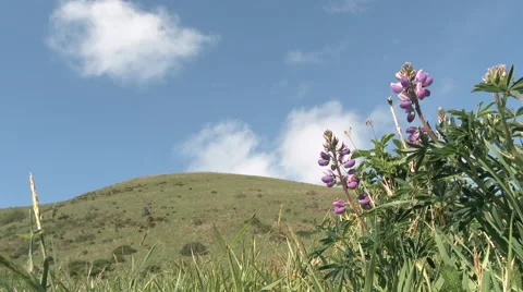 Spring Flowers On Grassy Hill Stock Footage 63118412