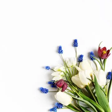 Spring flowers on gray background Stock Photos