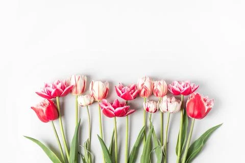 Spring flowers on gray background Stock Photos