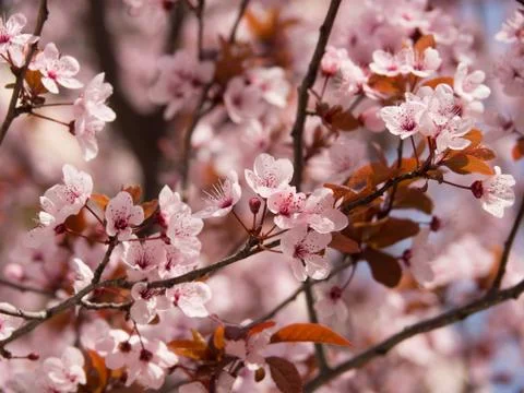 Spring flowers in Greece Stock Photos