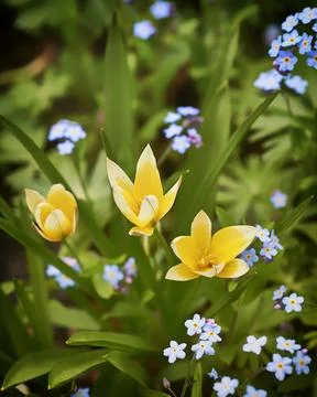 Spring flowers in a green forest. Stock Photos