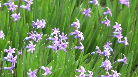 Spring flowers on a green meadow Stock Footage 85558116