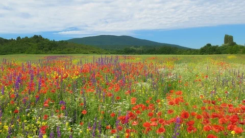 Spring flowers in green meadow. Stock Footage 126566214