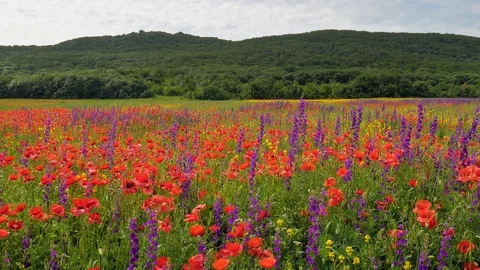Spring flowers in green meadow. Video stock 126566231