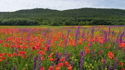 Spring flowers in green meadow. 스톡 동영상 126566496