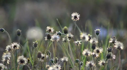 Spring flowers group under wind 01 库存影片 38603896