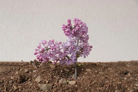 Spring Flowers growing in mud 写真素材