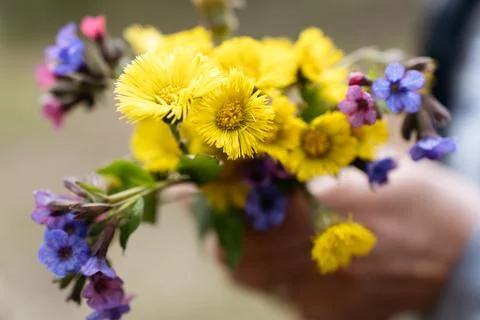 Spring flowers in hands Stock Photos