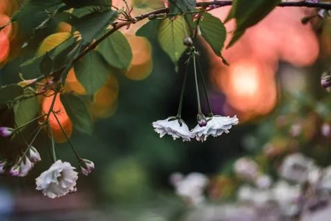 Spring flowers hanging on a tree Stock Photos