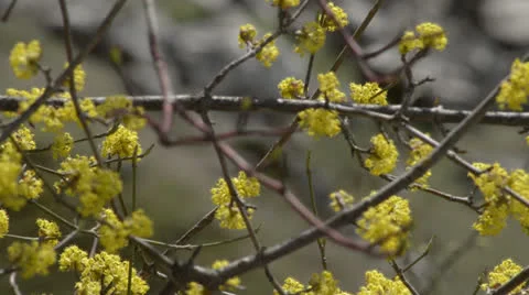 Spring flowers HD Video stock 24290213