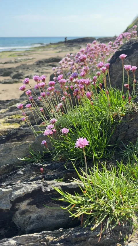 Spring Flowers at Howe Strand Beach. Stock Footage 325785254