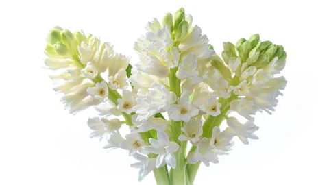 Spring flowers Hyacinth opening. Stock Footage 244711798