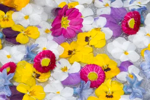 Spring flowers in ice Stock Photos