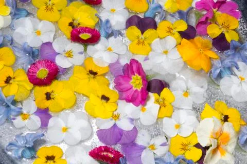 Spring flowers in ice Stock Photos