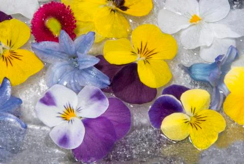 Spring flowers in ice Stock Photos