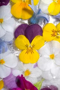 Spring flowers in ice Fotos de archivo