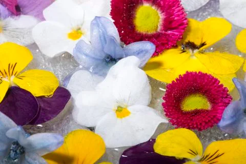 Spring flowers in ice Stock Photos