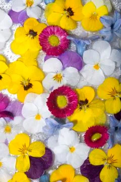 Spring flowers in ice Fotos Stock