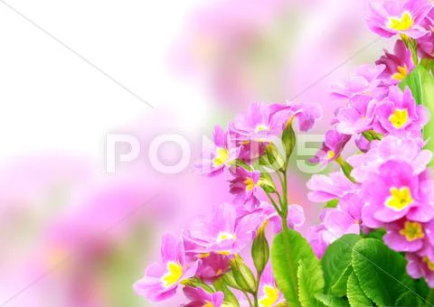 Spring flowers Stock Illustration