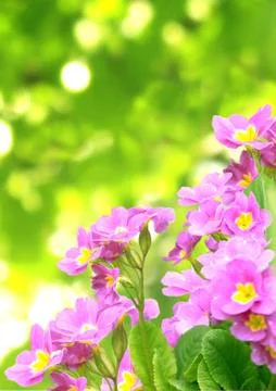 Spring flowers Stock Illustration