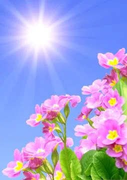 Spring flowers Stock Illustration