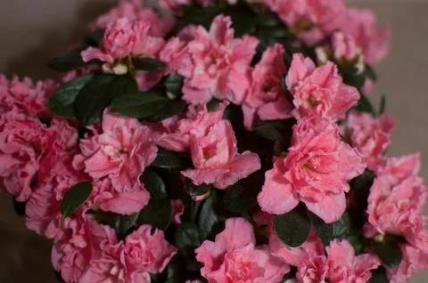 Spring flowers indoor Stock Photos