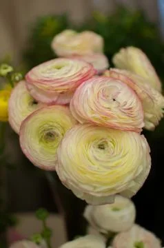 Spring flowers indoor Stock Photos