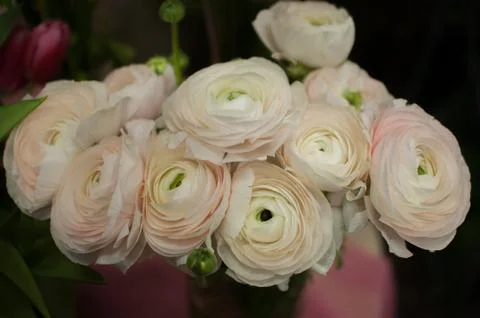 Spring flowers indoor Stock Photos