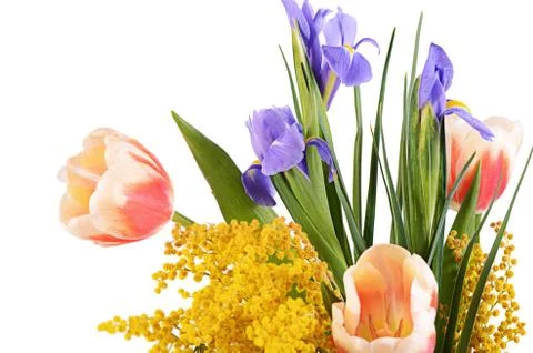 Spring flowers  isolated on white background Stock Photos