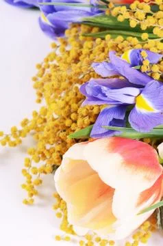 Spring flowers  isolated on white background Stock Photos