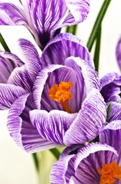 Spring flowers isolated on white background Stock Photos