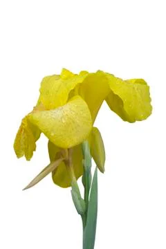 Spring flowers isolated on white background. Fotos de archivo