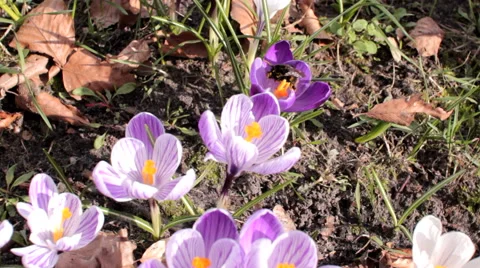 Spring flowers krokus 2015 Stock Footage 47902846