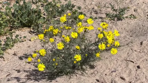 spring flowers in Kuwait arfaj | Stock Video | Pond5