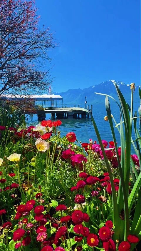 Spring Flowers by the Lake with Snow-Capped Mountains Stock Footage 336553258
