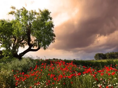 Spring flowers landscape Stock Photos