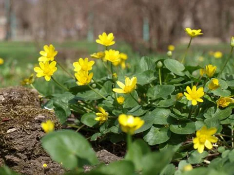 Spring flowers on the lawn Stock Photos