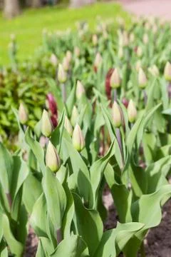 Spring flowers on the lawn Stock Photos
