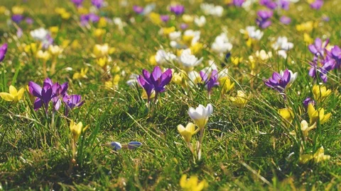 Spring flowers on the lawn.Crococus Stock Footage 126049590