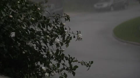 Spring flowers on a leafy green bush in heavy rain Stock Footage 153123317