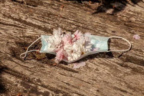 Spring flowers lie inside a protective individual medical mask on a wooden backg Stock Photos