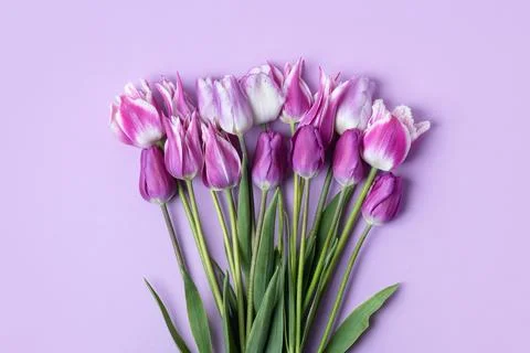 Spring flowers on lilac background Stock Photos