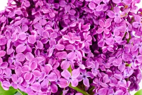 Spring Flowers of Lilac Stock Photos