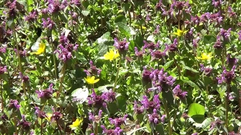 Spring flowers lilith and buttercups 動画素材 334678364