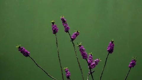 Spring flowers with lst snowfall in the background and water Stock Footage 77017354