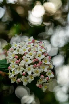 Spring flowers macro, macro flowers shrub Stock Photos